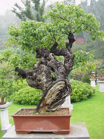 china_penjing2.jpg