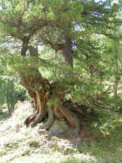 frei_natur2.jpg