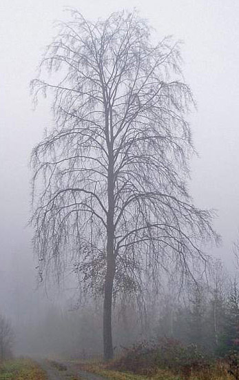 streng_natur2.jpg