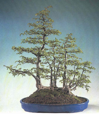 bonsaiflossform.jpg