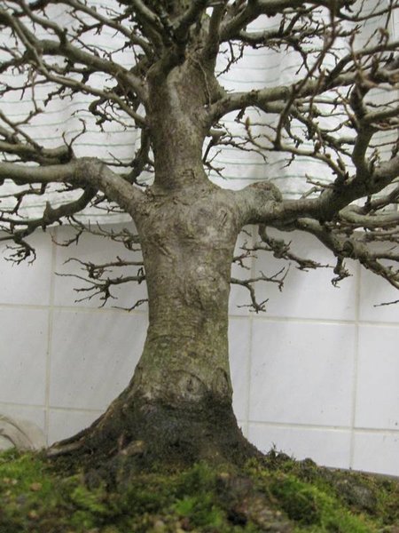 Stammausschnitt
