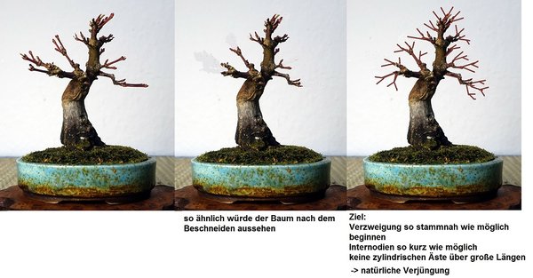 AcerPalm1_2016-11small.jpg