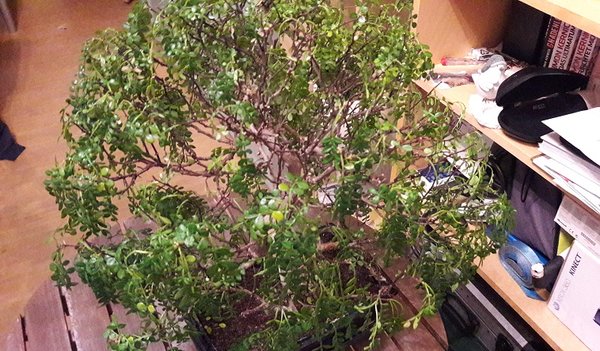 20170131_181524[1].jpg