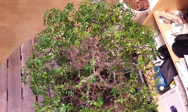 20170131_181529[1].jpg