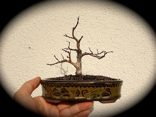 mit Schale 15cm hoch, ohne sind es 11cm