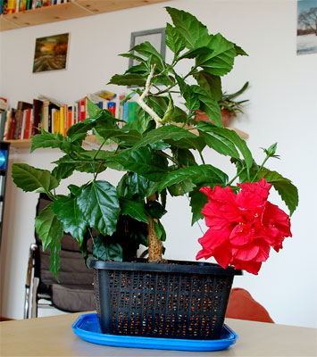 h6_29.07.06_176.jpg