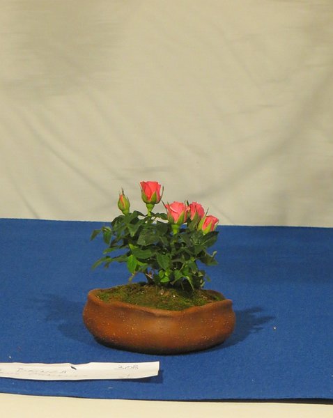 Foto_3.jpg