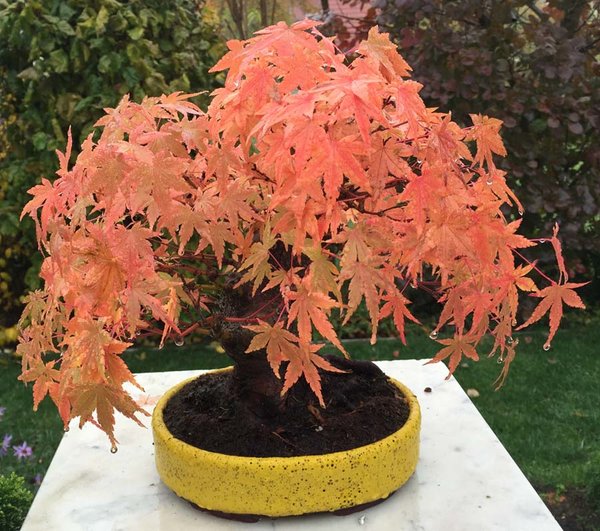 2015_Bonsai_Privat-452 Kopie.jpg