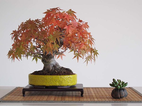2015_Bonsai_Privat-302 Kopie.jpg