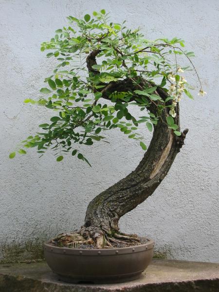 Robbi-2.jpg