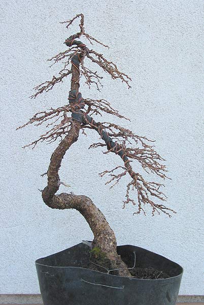 larix_literat03.jpg