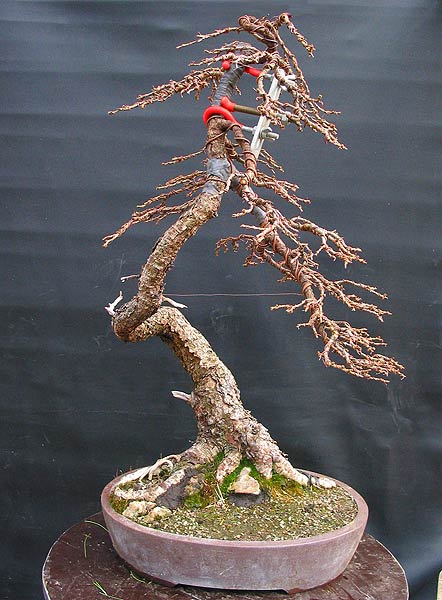 larix_literat06.jpg