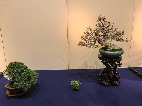 Zaubernuss im Display