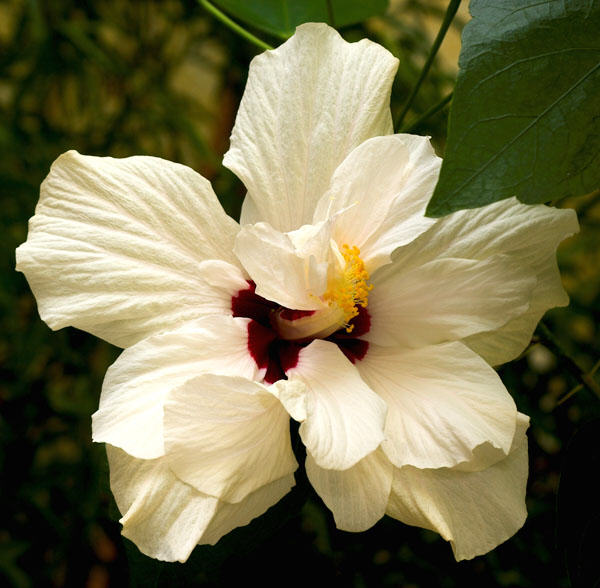 rosenhibiscus.jpg