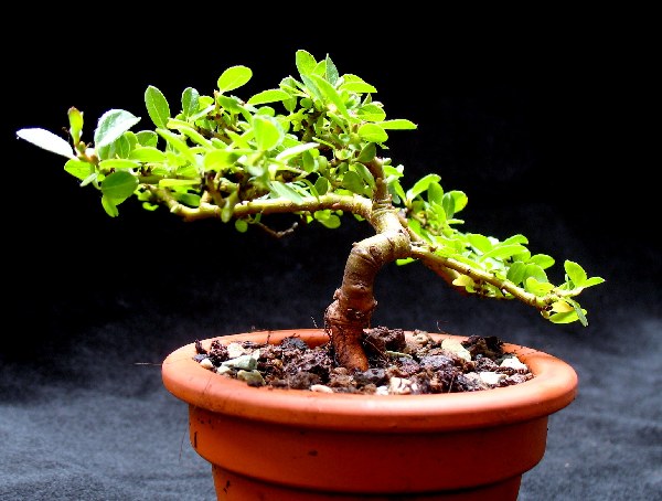 Salix Waldsteiniana F.jpg