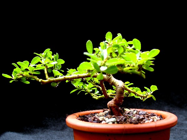 Salix Waldsteiniana E.jpg
