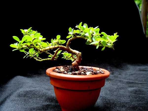 Salix Waldsteiniana D.jpg