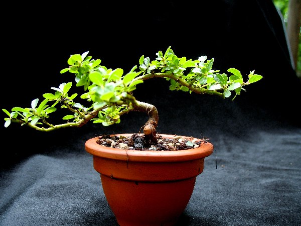 Salix Waldsteiniana C.jpg
