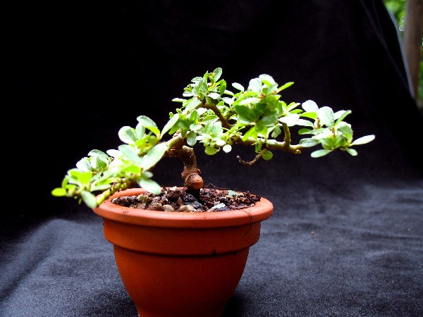 Salix Waldsteiniana B.jpg