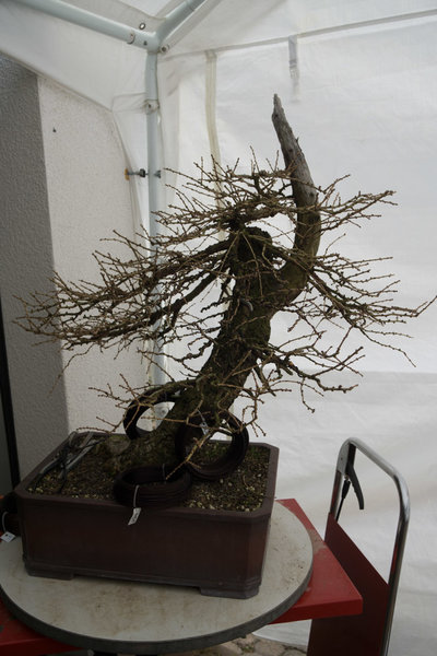 20170211-DSC04454.jpg