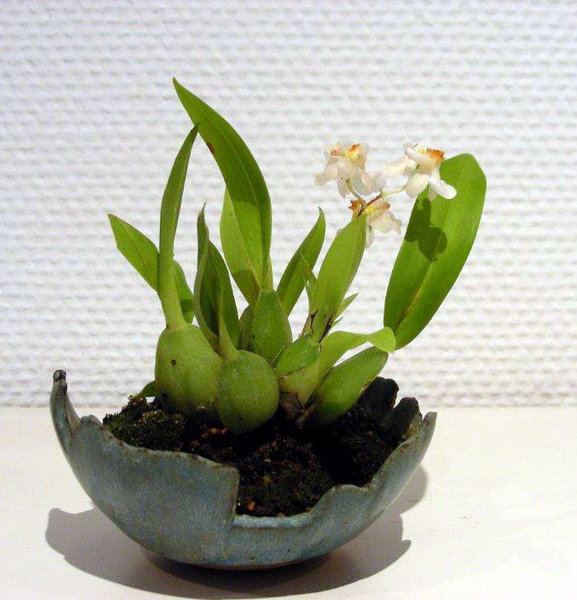 Orchideenblüten im Januar