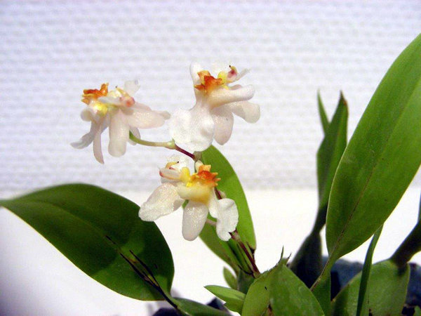 Orchidee01_2017-02e.jpg