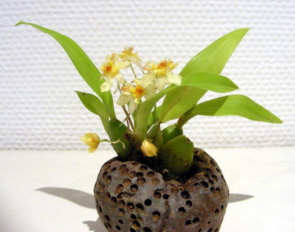 Orchidee02_2017-01e.jpg