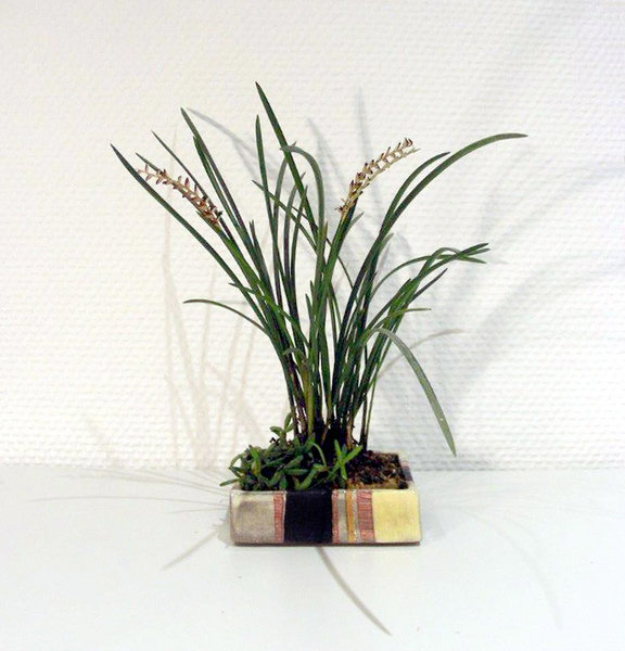 Orchidee mit ausdruckstarker Gesamterscheinung -  und erst die Schale...