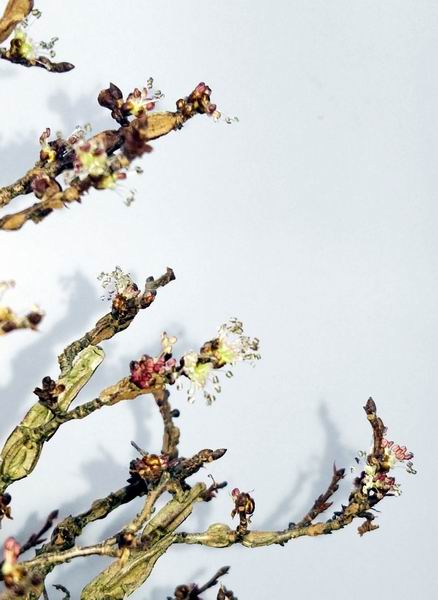 89zelkova-nire17-2-17blueten2.jpg