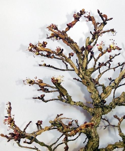 89zelkova-nire17-2-17blueten3.jpg