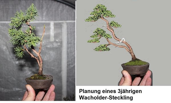 Wacholder Steckling 2017.JPG