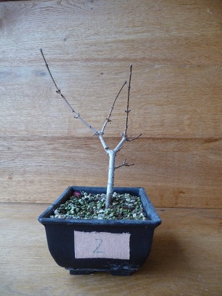 Februar 2017