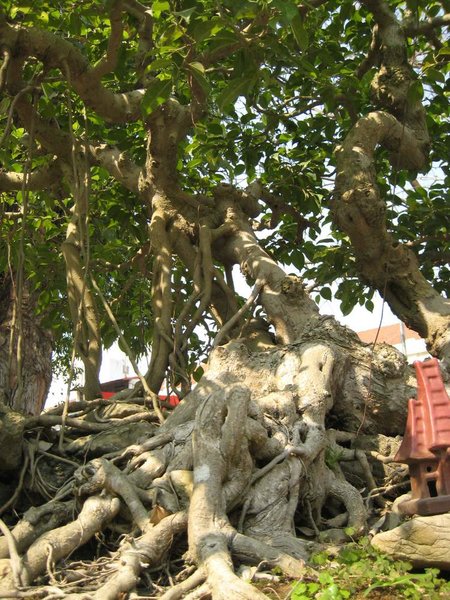 kleinVietnam_001.jpg