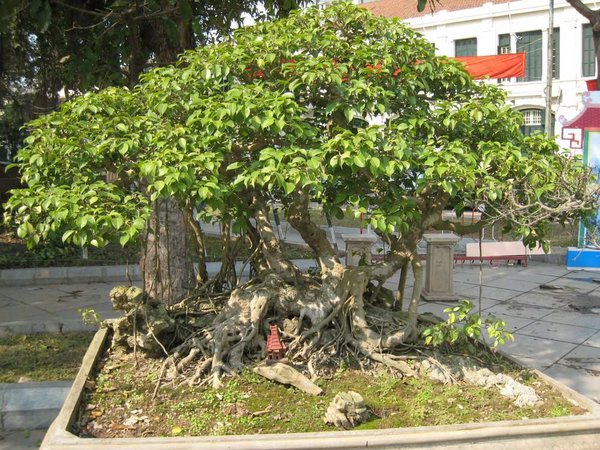 kleinVietnam_002.jpg