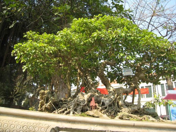 kleinVietnam_020.jpg