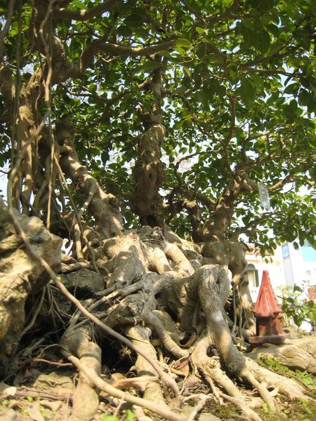 kleinVietnam_021.jpg