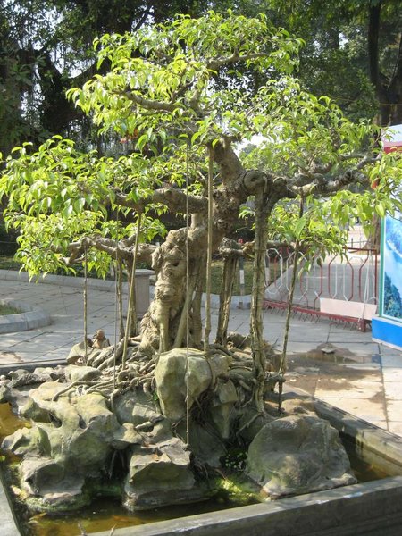 kleinVietnam_023.jpg