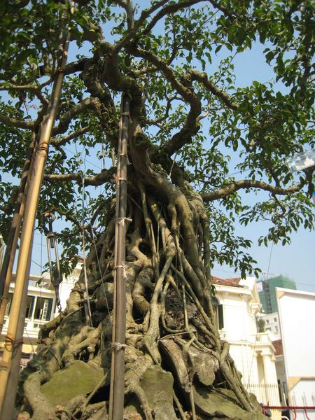 kleinVietnam_025.jpg