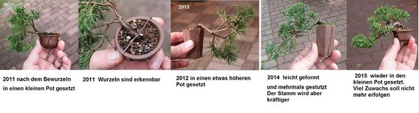 ein kleine Kaskaden Wacholder