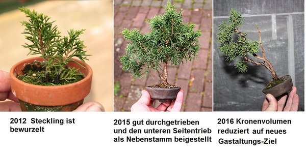das ist der anfänglich gezeigte Wacholder.... ups...sehe gerade der ist schon 4 Jahre und keine 3 Jahre alt