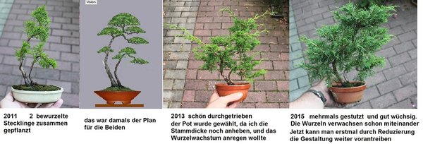 ein zusammengepflanzter Baum aus 2 unterschielich alten Stecklingen