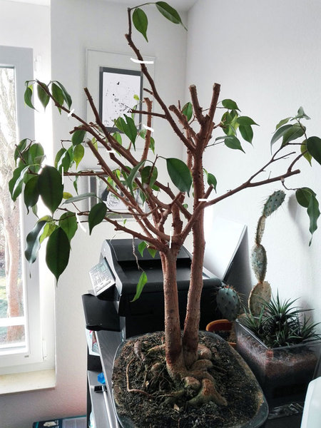 ficus-nach-schnitt-1.jpg