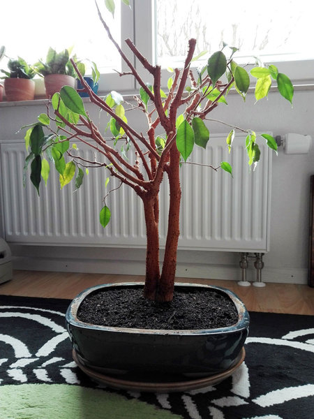 ficus-nach-wurzelschnitt-1.jpg