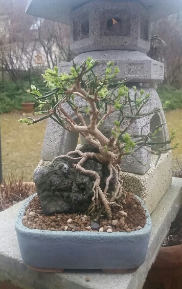 2017-02-26 17.41.16.jpg
