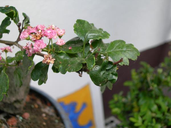 DSCN0260.JPG