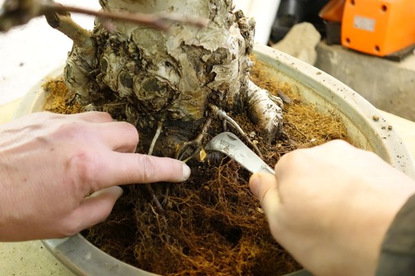 Rhizodermis und Rinde entfernen
