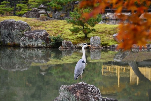 DSC_7484.JPG