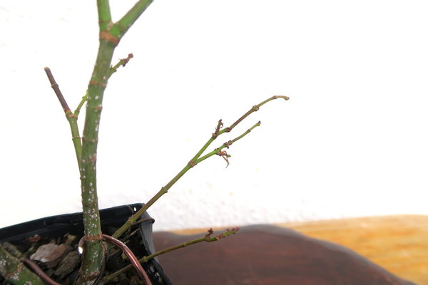 2016-11-04 -Seigen-3.jpg