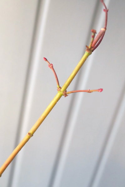 2017-01-23 -Seigen-4.jpg