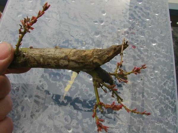 abgeschnittener Ast